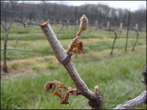 Dead buds from a late spring freeze